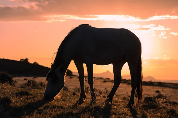 Vild Häst Silhuett Vid Solnedgången Utah Öknen — Stockfoto