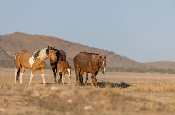 Dzikie Konie Pustyni Utah — Zdjęcie stockowe