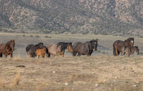 Utah Çölünde Vahşi Atlar — Stok fotoğraf