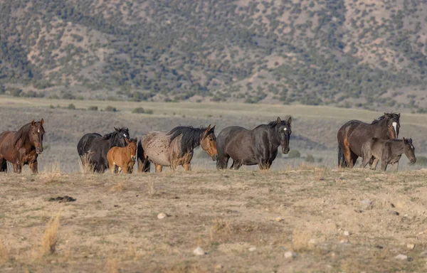 Cavalli Selvatici Nel Deserto Dello Utah — Foto Stock