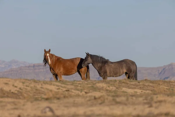 Utah Çölünde Vahşi Atlar — Stok fotoğraf