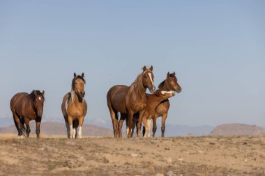 baharda Utah çölde güzel vahşi atlar