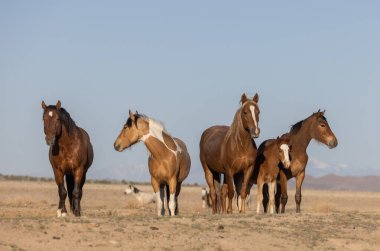 baharda Utah çölde güzel vahşi atlar