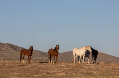 baharda Utah çölde güzel vahşi atlar