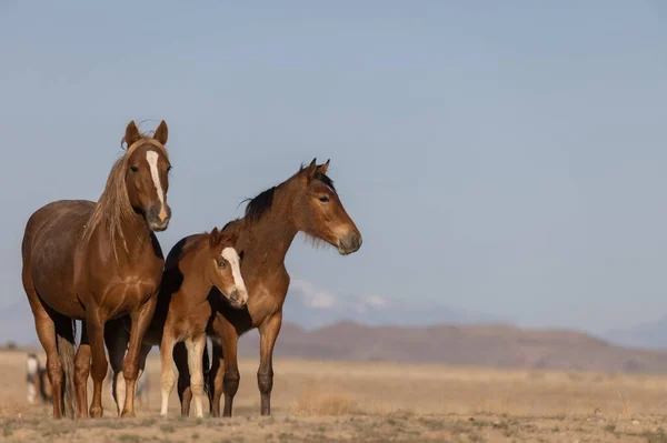 Piękne Dzikie Konie Pustyni Utah Wiosną — Zdjęcie stockowe