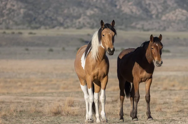 Prachtige Wilde Paarden Woestijn Van Utah Het Voorjaar — Stockfoto