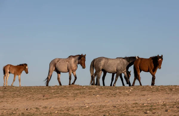 Beautiful Wild Horses Utah Desert Spring — Stock Photo, Image