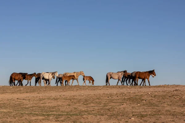 Schöne Wildpferde Der Wüste Utah Frühling — Stockfoto