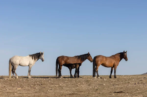Schöne Wildpferde Der Wüste Utah Frühling — Stockfoto