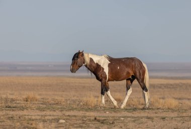 Baharda Utah çölünde vahşi bir at.
