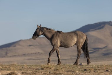 Baharda Utah çölünde vahşi bir at.