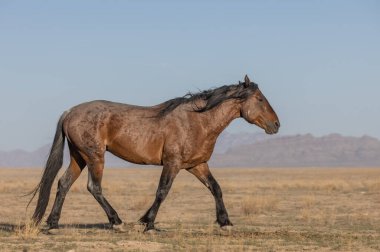 Baharda Utah çölünde vahşi bir at.