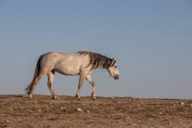 Baharda Utah çölünde vahşi bir at.