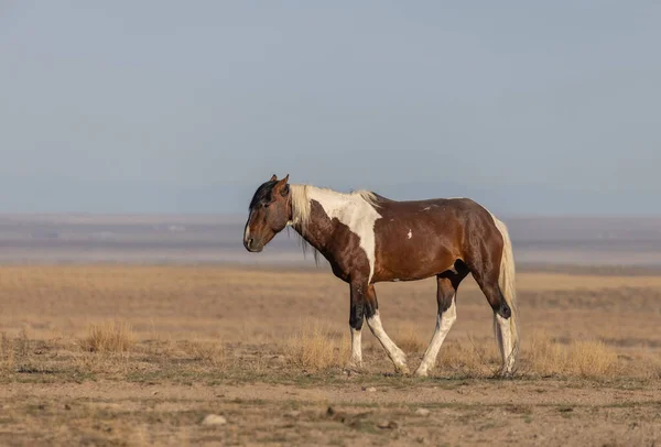 春天在犹他州沙漠里的一匹野马 — 图库照片