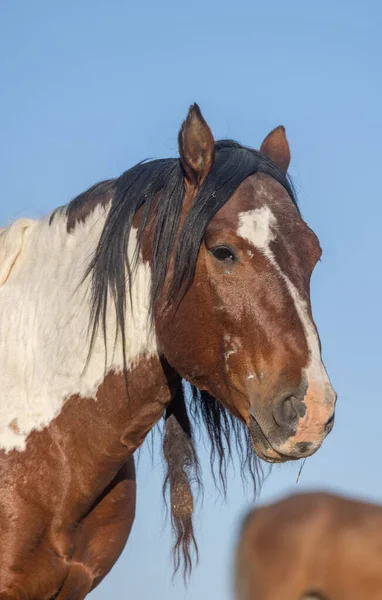 Ein Wildpferd Der Wüste Von Utah Frühling — Stockfoto