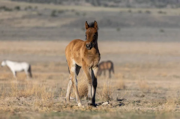Cute Wild Horse Foal Spring Inteh Utah Desert — Stock Photo, Image