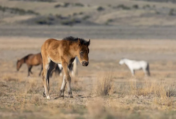 Poulain Cheval Sauvage Mignon Printemps Inteh Désert Utah — Photo