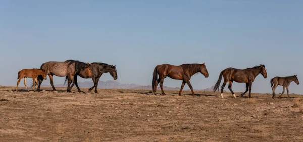 Stádo Divokých Koní Jaře Poušti Utah — Stock fotografie