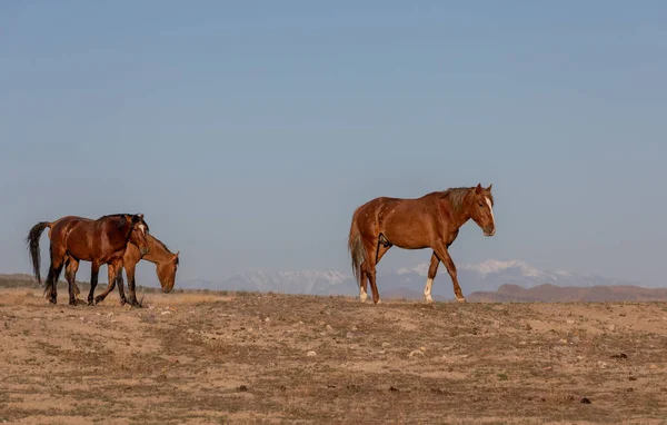 Una Manada Caballos Salvajes Primavera Desierto Utah —  Fotos de Stock