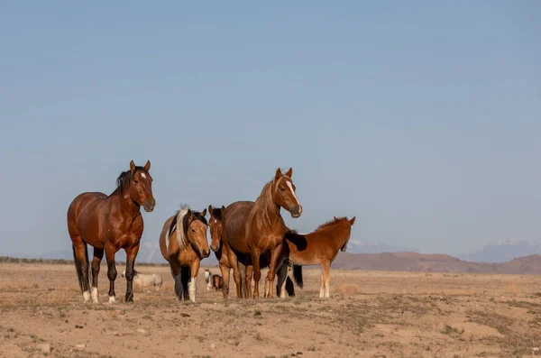 Herd Wild Horses Spring Utah Desert — Stock Photo, Image