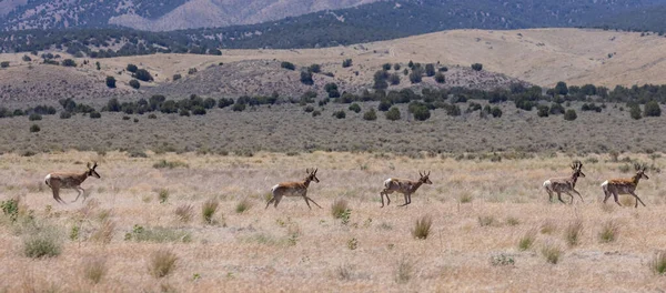 Een Kudde Pronghorn Antilope Bucks Utah Woestijn — Stockfoto