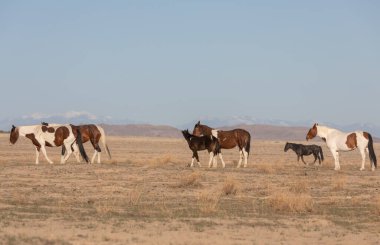Utah çölünde ilkbaharda vahşi atlar