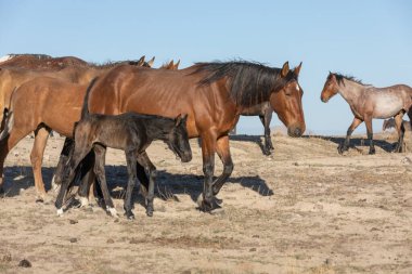 Utah çölünde ilkbaharda vahşi atlar