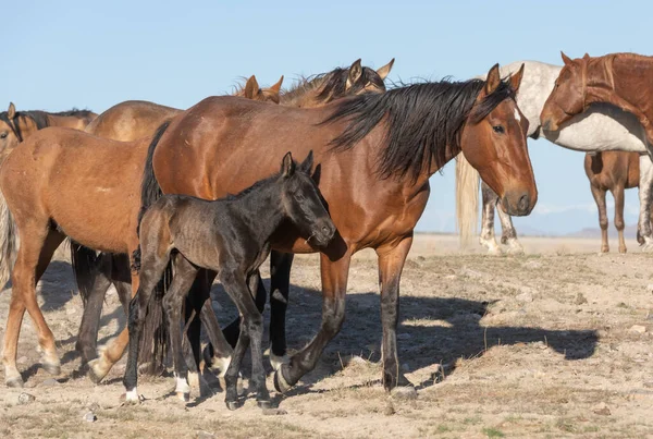 Wild Horses Spring Utah Desert — Stock Photo, Image