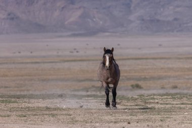 Baharda Utah çölünde vahşi bir at.