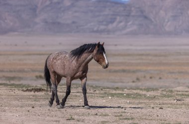 Baharda Utah çölünde vahşi bir at.