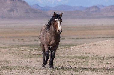Baharda Utah çölünde vahşi bir at.