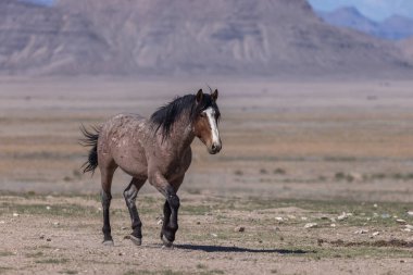 Baharda Utah çölünde vahşi bir at.