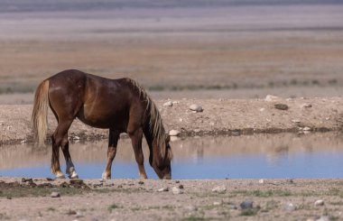 Baharda Utah çölünde vahşi bir at.