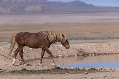 Baharda Utah çölünde vahşi bir at.