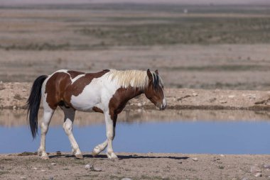 Baharda Utah çölünde vahşi bir at.