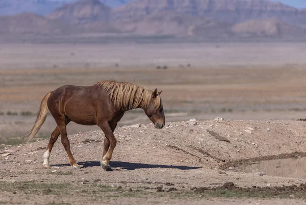 Vild Häst Våren Utah Öknen — Stockfoto