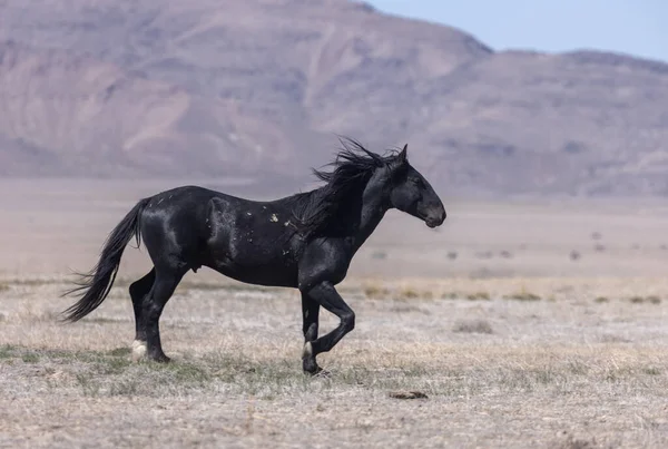 Wild Horse Spring Utah Desert — Stock Photo, Image