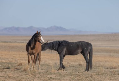 Utah çölünde ilkbaharda vahşi atlar