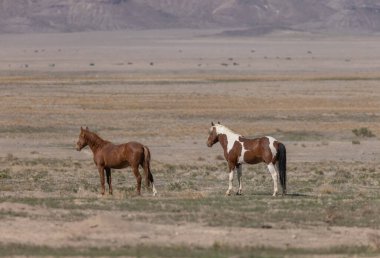 Utah çölünde ilkbaharda vahşi atlar