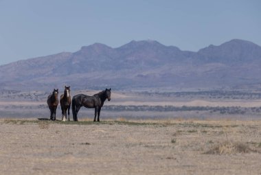 Utah çölünde ilkbaharda vahşi atlar