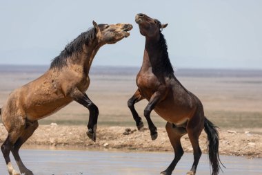 Utah çölünde savaşan vahşi atlar.