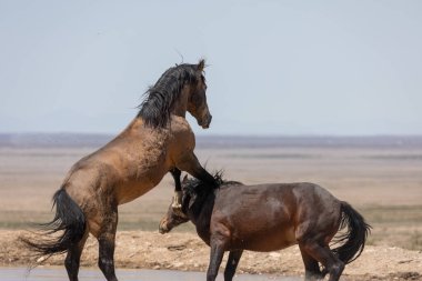 Utah çölünde savaşan vahşi atlar.