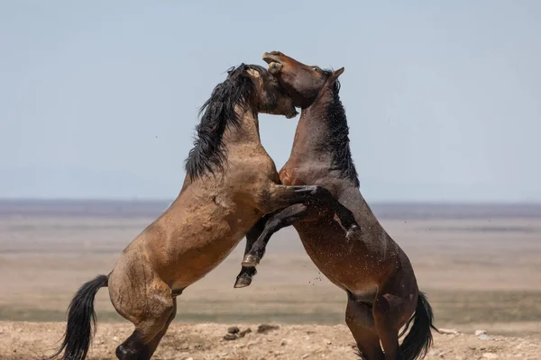Vadló Csődörök Harcolnak Utah Sivatagban — Stock Fotó