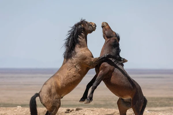 Vadló Csődörök Harcolnak Utah Sivatagban — Stock Fotó