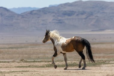 Utah çölünde güzel vahşi bir at.