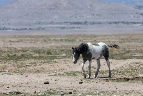 Красивая Дикая Лошадь Пустыне Юта — стоковое фото