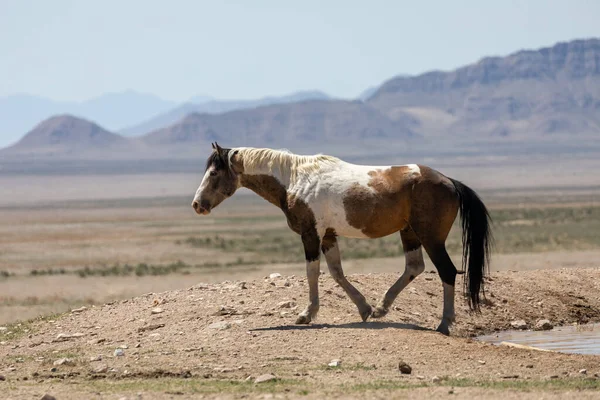犹他州沙漠中的一匹美丽的野马 — 图库照片