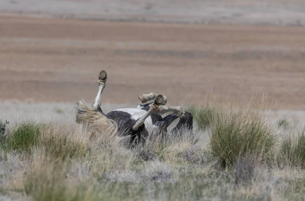 Bellissimo Cavallo Selvaggio Nel Deserto Dello Utah — Foto Stock