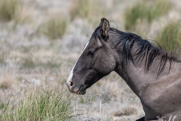 Belo Cavalo Selvagem Deserto Utah — Fotografia de Stock