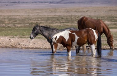 Utah 'ta bir çölde vahşi atlar.